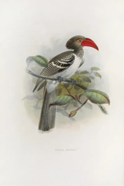 Tockus Camurus