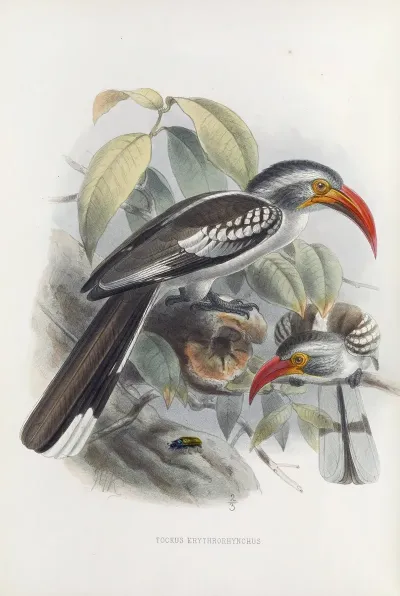 Tockus Erythrorhynchus