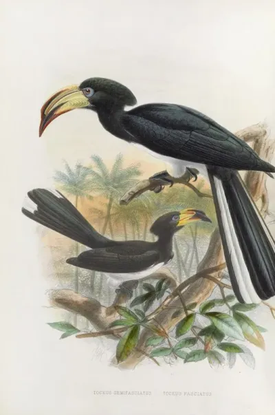 Tockus Fasciatustockus Semifasciatus