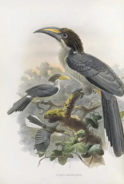 Tockus Gingalensis