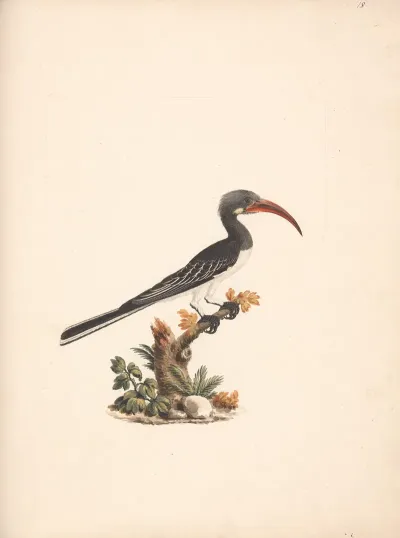 Tockus Hemprichii Hemprichs Hornbill Or Tockus Abloterminatus Crowned Hornbill