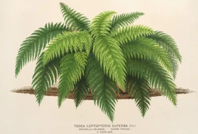 Todea Leptopteris Superba