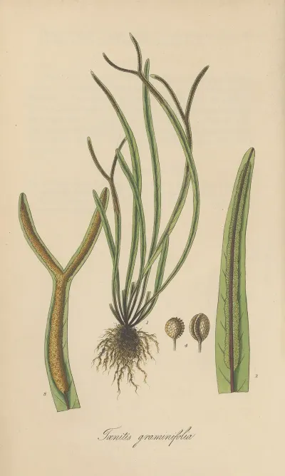 Toenitis Graminifolia