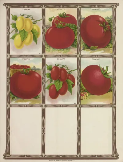 Tomato