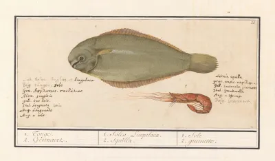Tong Solea Solea En Roze Garnaal 1 Tonge 2 Geernaert 1 Solea Lingulaca 2 Squilla 1 Sole 2 Guernette