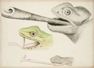 Tongue Projection In A Chameleon A Frog And A Lungless Salamander