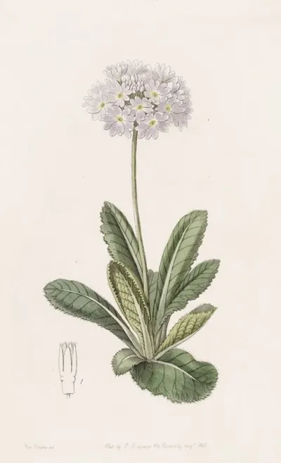 Tooth Letted Primrose