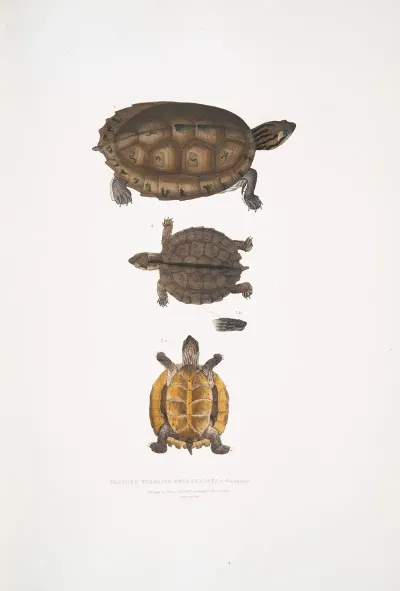 Toothed Terrapin Emys Dentata