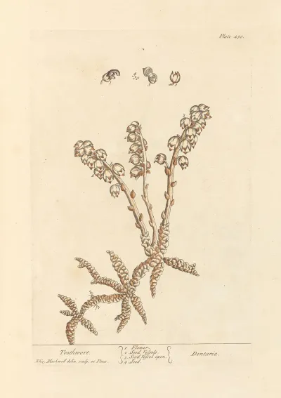 Toothwort
