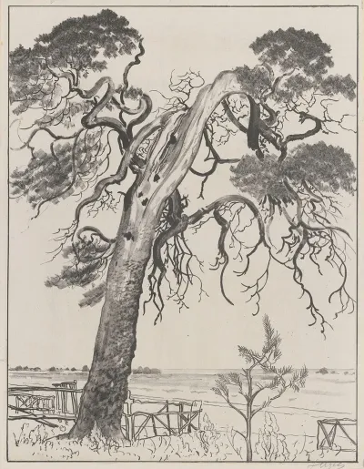 Torn Pine Tree