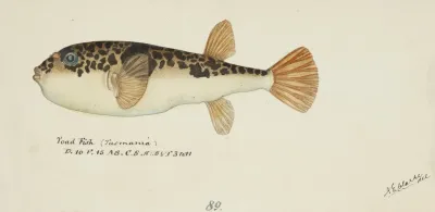 Torquigener Glaber Tas Pufferfish