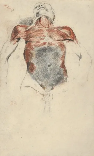 Torso Of A Male Cadaver