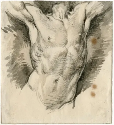 Torso V E Mannelijk Naakt