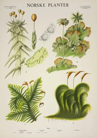 Torvmose Hvitmose Levermose Skogmose Dicranum