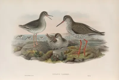 Totanus Calidris Redshank