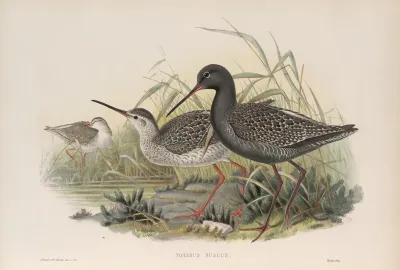 Totanus Fuscus Spotted Redshank