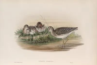 Totanus Glareola Wood Sandpiper