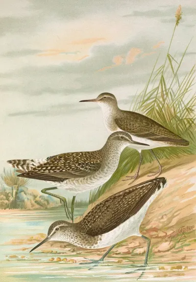 Totanus Ochropus Totanus Glareola Tringoides Hypoleucus