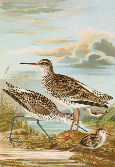 Totanus Totanus Totanus Stagnatilis Bechst 2
