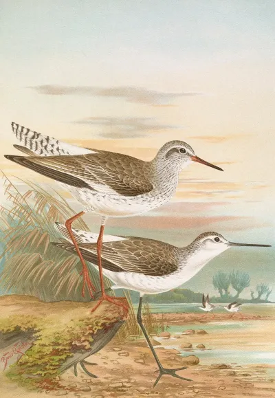 Totanus Totanus Totanus Stagnatilis Bechst