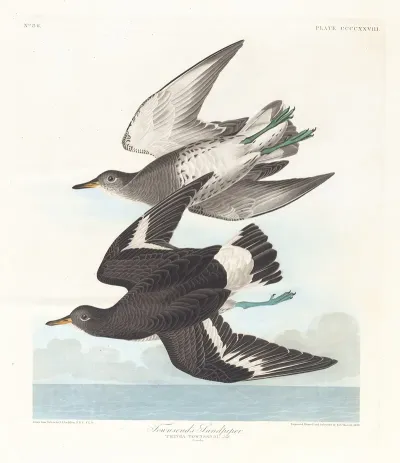 Townsends Sandpiper