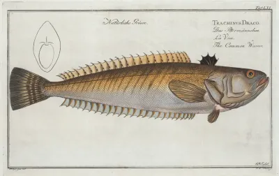 Trachinus Draco The Common Weever