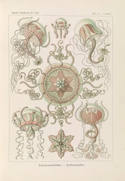 Trachomedusae Kolbenquallen