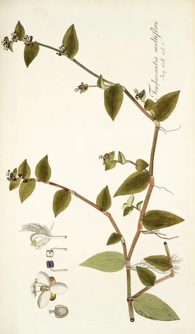 Tradescantia Multiflora