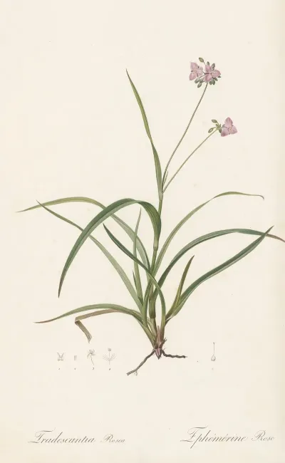 Tradescantia Rosea