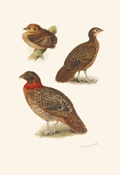 Tragopan Plumages