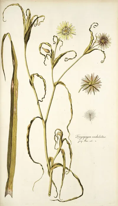 Tragopogon Undulatus