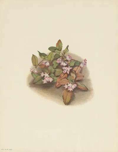 Trailing Arbutus Epigaea Repens 3