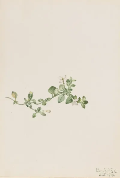 Trailing Houstonia Houstonia Procumbens