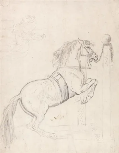 Training At The Pillar Horse Wearing Bridle And Surcingle