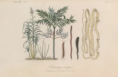 Traite De Botanique Generale Pl 009