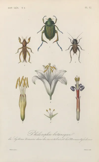 Traite De Botanique Generale Pl 012