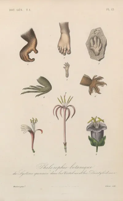 Traite De Botanique Generale Pl 013