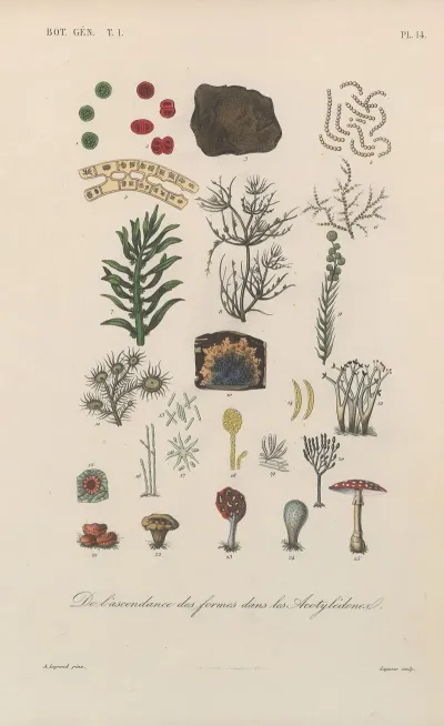 Traite De Botanique Generale Pl 014