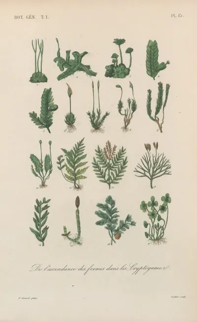 Traite De Botanique Generale Pl 015