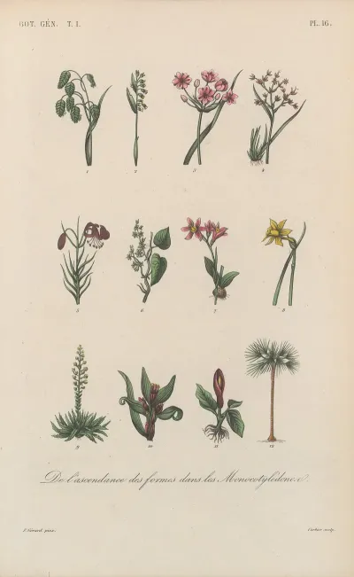 Traite De Botanique Generale Pl 016