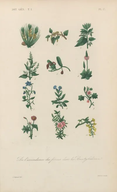 Traite De Botanique Generale Pl 017