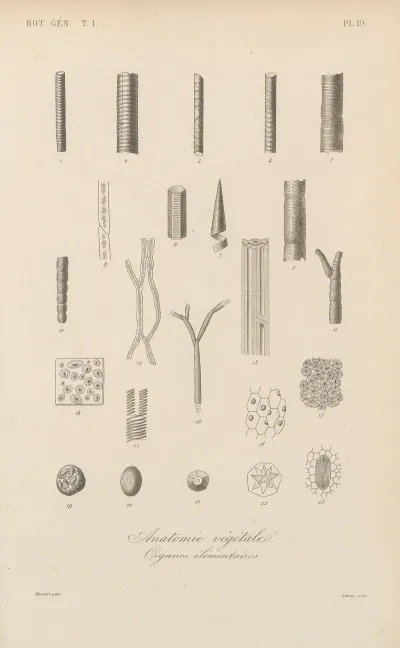 Traite De Botanique Generale Pl 019