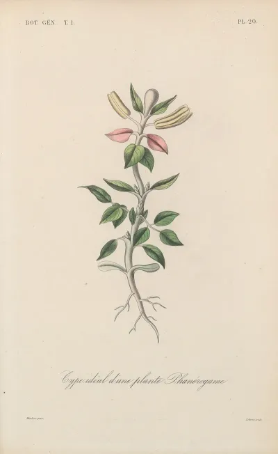 Traite De Botanique Generale Pl 020