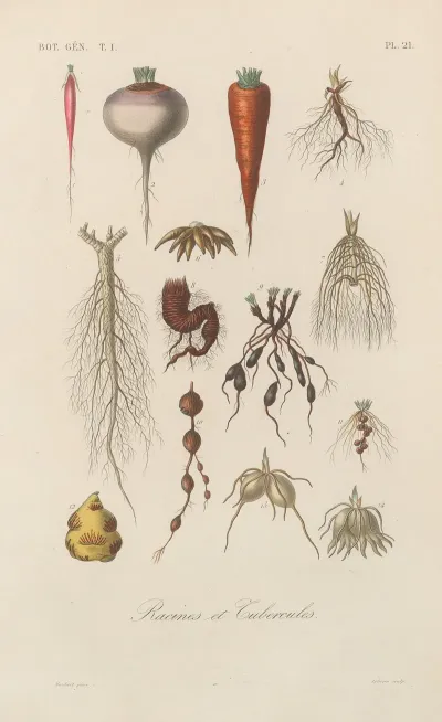 Traite De Botanique Generale Pl 021