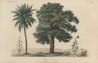 Traite De Botanique Generale Pl 023