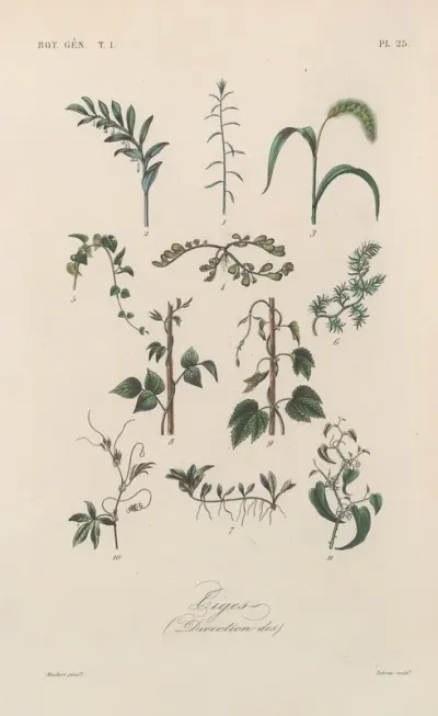 Traite De Botanique Generale Pl 025