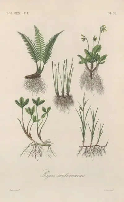 Traite De Botanique Generale Pl 026