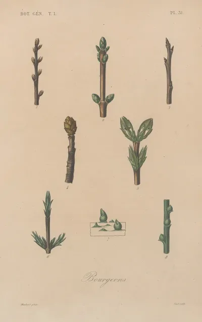 Traite De Botanique Generale Pl 032