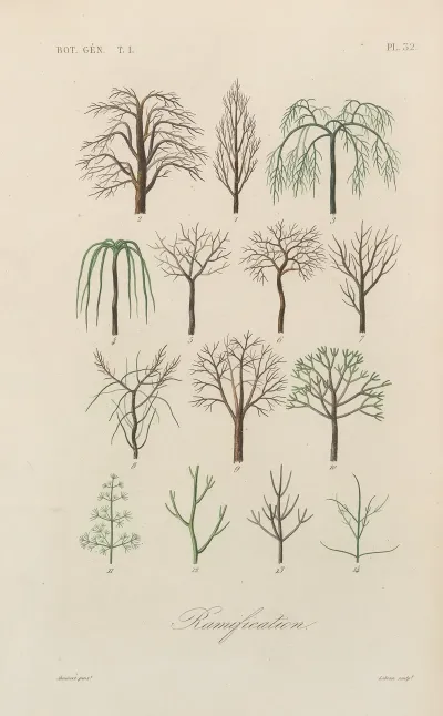 Traite De Botanique Generale Pl 033