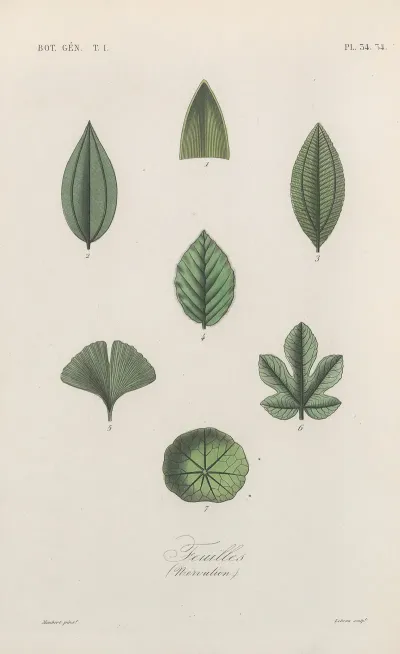 Traite De Botanique Generale Pl 035